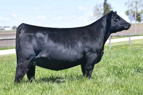 PVF Proven Queen 8256