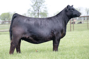 PVF Lucy 1031