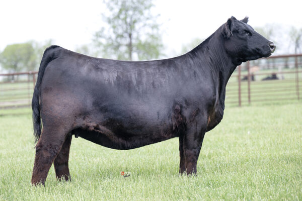 PVF Lucy 1031
