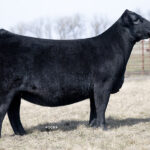 PVF Proven Queen 1033