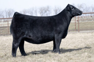 PVF Proven Queen 1033