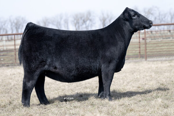 PVF Proven Queen 1033