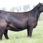 PVF Missie 1087