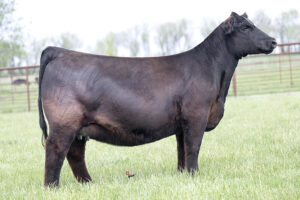 PVF Missie 1087
