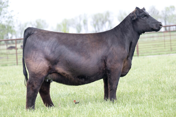 PVF Missie 1087
