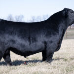 PVF Bulletproof 2051