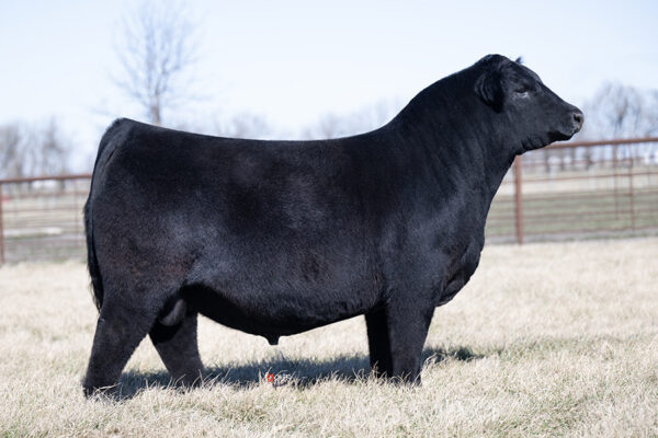 PVF Capone 2104